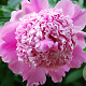 Paeonia (LD) 'Monsieur Jules Elie' GM  P11