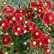Helenium 'Helena' GM P9