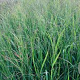 Panicum virgatum 'JS Blue Darkness' GM P9