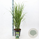 Panicum virgatum 'Northwind' 60-90 cm 6,5L