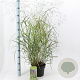 Panicum virgatum 'Squaw' 60-90 cm 6,5L