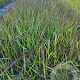 Panicum virgatum 'Squaw' GM 2,0L