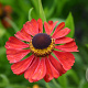 Helenium 'Kupferzwerg' GM P9