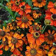 Helenium 'Kupferzwerg' GM P9