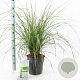 Pennisetum alopecuroides 30-40 cm 6,5L