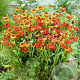 Helenium 'Red Army' GM P9