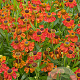 Helenium 'Red Army' GM P9