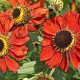 Helenium 'Red Army' GM P9