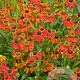 Helenium 'Red Army' GM P9