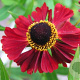 Helenium 'Rubinzwerg' GM P9