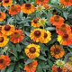 Helenium 'Short and Sassy' GM P9