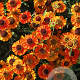Helenium 'Short and Sassy' GM P9