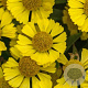 Helenium 'Sombrero' GM P9