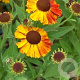 Helenium 'Waltraut' GM P9