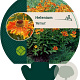 Helenium 'Waltraut' GM P9