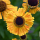 Helenium 'Wyndley' GM P9