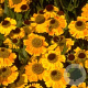 Helenium 'Wyndley' GM P9