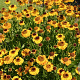 Helenium 'Wyndley' GM P9