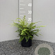 Polystichum braunii GM 2,0L