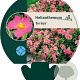 Helianthemum 'Ben Hope' GM P9