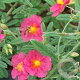 Helianthemum 'Ben Hope' GM P9