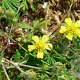 Potentilla argentea GM P9