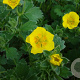 Potentilla megalantha GM P9
