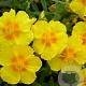 Helianthemum 'Ben Nada' GM P9