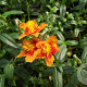 Helianthemum 'Bronzeteppich' GM P9