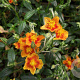 Helianthemum 'Bronzeteppich' GM P9