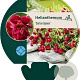 Helianthemum 'Cerise Queen' GM P9
