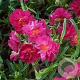 Helianthemum 'Cerise Queen' GM P9