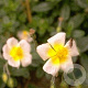 Helianthemum 'Elfenbeinglanz' GM P9