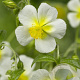 Helianthemum 'Elfenbeinglanz' GM P9