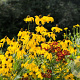 Rudbeckia nitida 'Juligold' GM P9