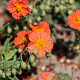 Helianthemum 'Fire Dragon' GM P9