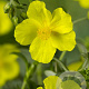 Helianthemum 'Golden Queen' GM P9