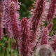 Sanguisorba 'Purple Tails' GM P9
