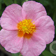 Helianthemum 'Lawrenson's Pink' GM P9