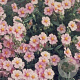Helianthemum 'Lawrenson's Pink' GM P9