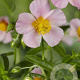 Helianthemum 'Lawrenson's Pink' GM P9