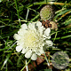 Scabiosa ochroleuca GM P9