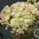 Sedum 'Gooseberry Fool' GM P9