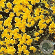 Helianthemum 'Sterntaler' GM P9