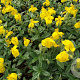 Helianthemum 'Sterntaler' GM P9