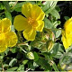 Helianthemum 'Sterntaler' GM P9