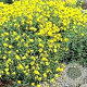 Helianthemum 'Sulphureum Plenum' GM P9
