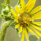 Silphium laciniatum GM P9