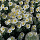 Helianthemum 'The Bride' GM P9