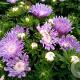 Stokesia laevis 'Mels' GM P9